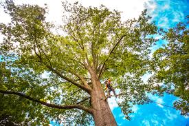 Best Lot and Land Clearing  in Lake Ripley, WI