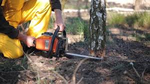 Best Fruit Tree Pruning  in Lake Ripley, WI