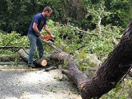 How Our Tree Care Process Works  in  Lake Ripley, WI