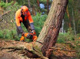 Best Stump Grinding and Removal  in Lake Ripley, WI